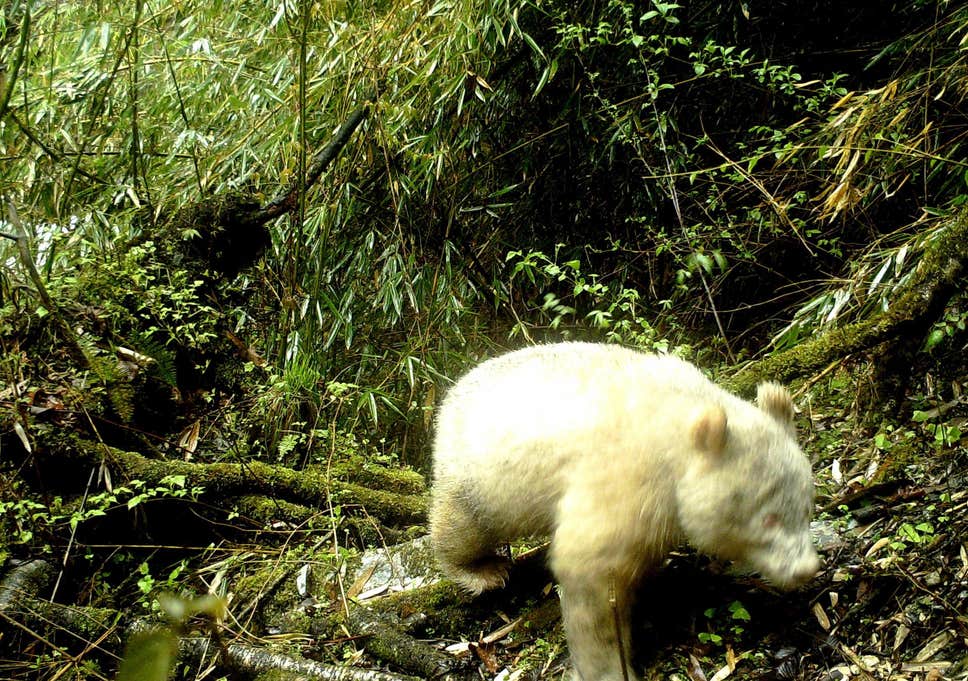 Un panda albinos a été photographié dans une réserve naturelle chinoise