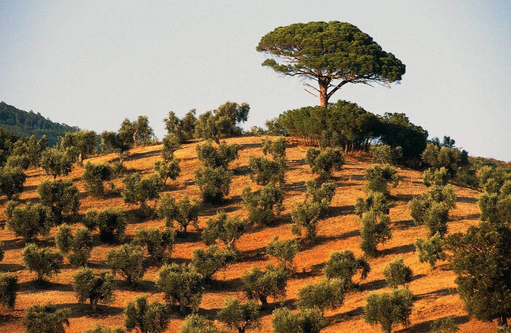 La crise de l'olivier en Italie s'intensifie à mesure de la propagation d'une maladie mortelle pour les arbres
