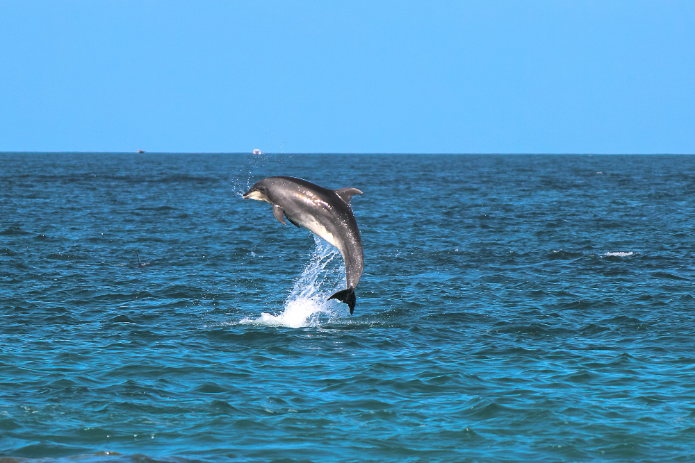dolphin-france-ban